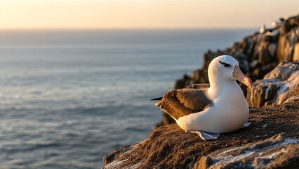 Majestic Seabird Rests on Coastal Cliff Overlooking Ocean at Sunrise Marine Endangered Species Photos