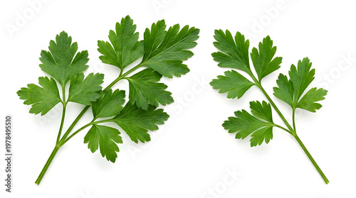 A sprig of fresh parsley leaves on a white background