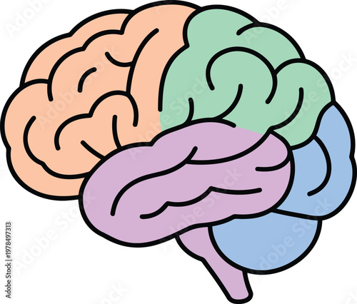 Human brain anatomy vector illustration with colored lobes representing cerebral cortex sections including frontal parietal temporal and occipital areas for medical education science research and psyc