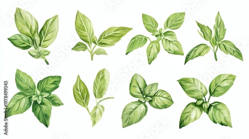 Watercolor illustrations of basil leaves on white background, varying shapes and angles, fresh green tones
