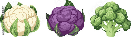 Cauliflower broccoli and purple cauliflower vegetables detailed realistic fresh food vector illustration collection isolated on white