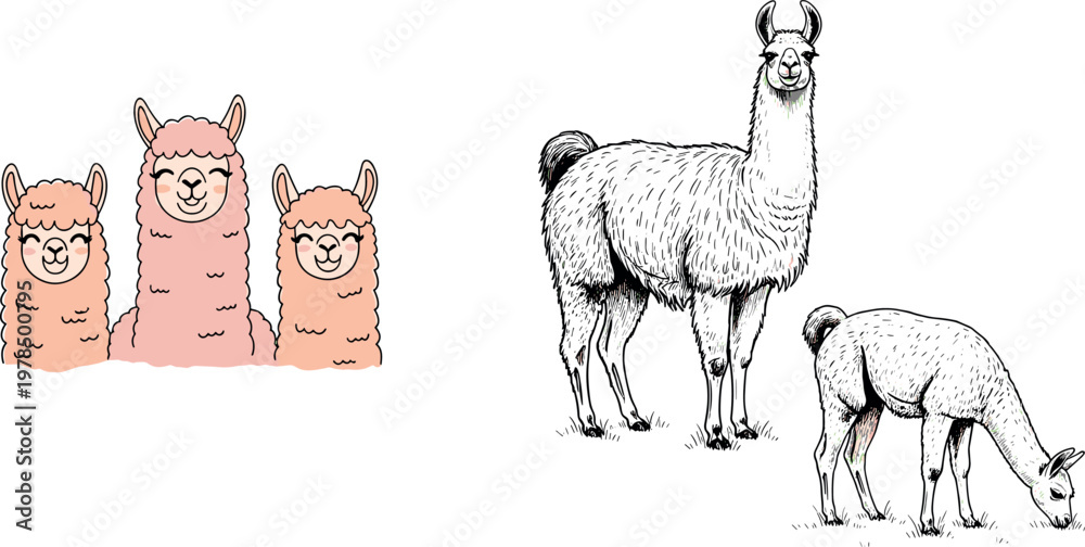 Fototapeta premium Cute alpaca cartoon characters with smiling faces and vintage engraved llama illustration set farm animal vector collection isolated