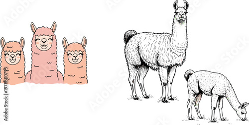 Cute alpaca cartoon characters with smiling faces and vintage engraved llama illustration set farm animal vector collection isolated