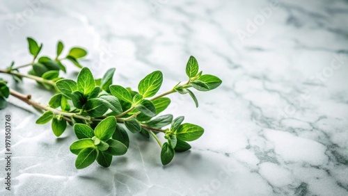 Fresh Oregano Sprig on a Smooth Marble Surface A Culinary and Aromatic Herb Close-up