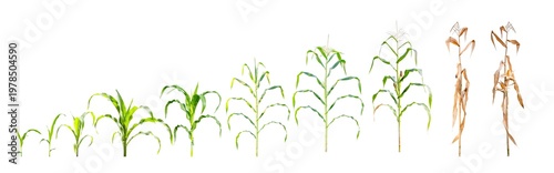 Konstfotografi Corn plant growth stages set from seedling and vegetative to reproductive and mature dry stalk