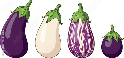 Eggplant varieties collection with purple, white and striped aubergines, fresh organic vegetables set isolated on white background vector illustration