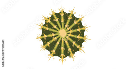 A detailed top-down view of a round dark green cactus featuring distinct radial ribs and sharp yellow-tipped spines isolated against a white background.