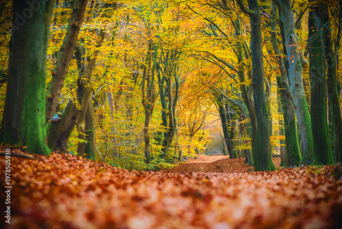 Golden light filters through autumn leaves, carpeting the forest floor.