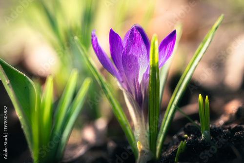 Crocus emerges from the earth, kissed by soft light.