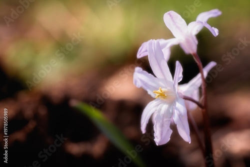 Delicate blossoms emerge from the dark earth.