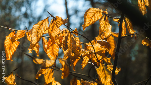 Golden autumn leaves catch the last rays of sunlight.