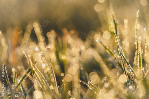 Golden light dances on dew-kissed blades of grass.