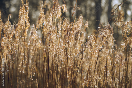Golden reeds shimmer with morning dew, catching the sun's soft glow.