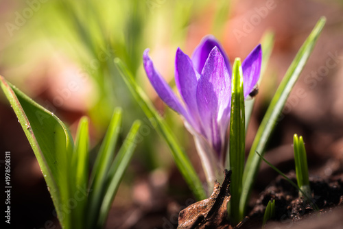 Delicate purple crocus emerges from the earth, kissed by morning light.