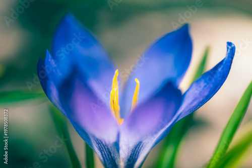 Spring petals with purple colour, unfurl in the soft morning light.