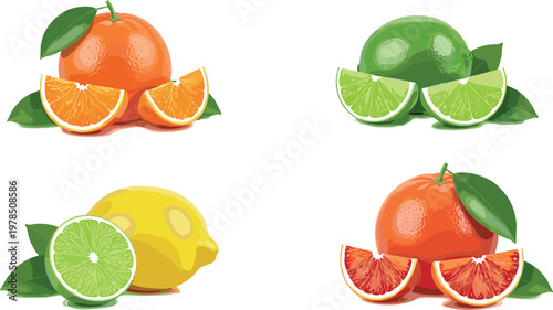 Citrus fruit vector illustration set with orange lemon lime and grapefruit slices, fresh juicy collection isolated on white background