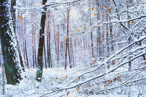Winter's soft light filters through snow-laden branches, casting a serene glow.