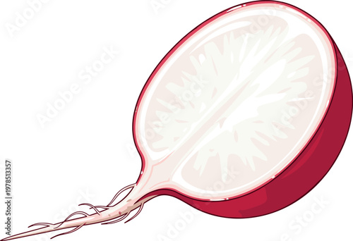 Fresh radish slice vector illustration featuring red root vegetable cross section isolated on white background healthy food design element