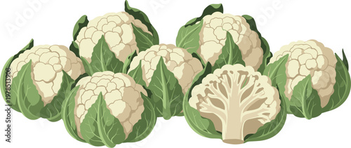 Cauliflower heads set with whole and cut vegetable isolated on white background, fresh organic food vector illustration collection