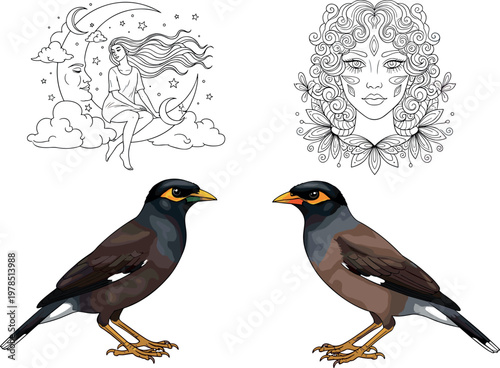 Common myna bird set with realistic illustration and decorative line art elements isolated on white background, wildlife vector collection