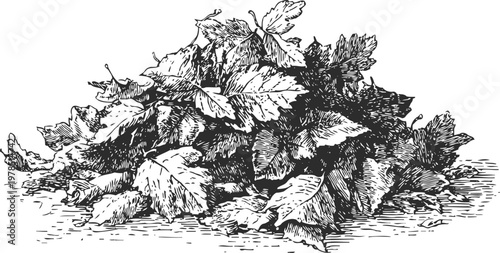Pile of fallen autumn leaves detailed vintage hand drawn sketch of dry foliage and plant debris