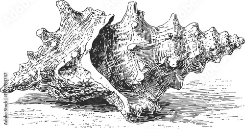 Detailed black and white illustration of a conch seashell with textured spiral and spiked surface