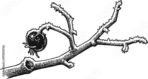 Detailed black and white illustration of a rose hip branch with a single fruit and spiny stems
