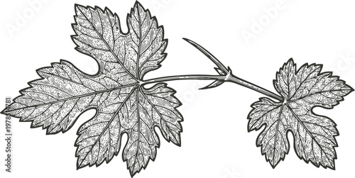 Detailed hand drawn grapevine leaves with stem and veins botanical illustration