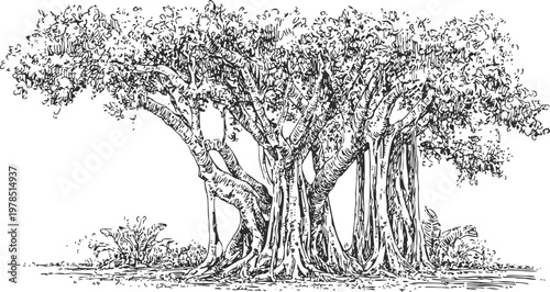 large banyan tree with aerial roots and a wooden swing hanging from its branches