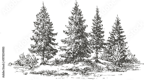 Black and white detailed sketch of four pine trees and shrubs cluster on ground landscape