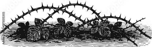 illustration of thorny vine with leaves, detailed botanical design in black and white engraving