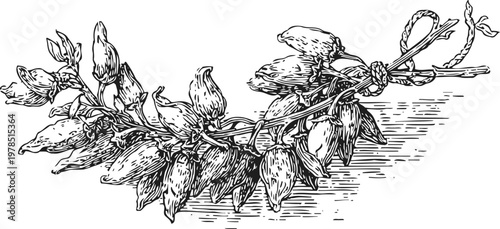 Vintage botanical illustration of a branch with dried seed pods and leaves, detailed line art sketch