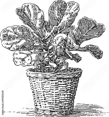 hand drawn fiddle leaf fig plant in woven basket pot with detailed leaves and texture