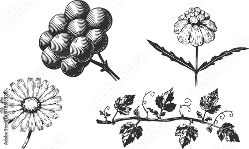 Vintage botanical illustration of grapevine branch, grapes, chamomile, and flowering plant elements
