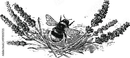 Bee collecting nectar from lavender flowers detailed black and white vintage botanical illustration with insect and herbs