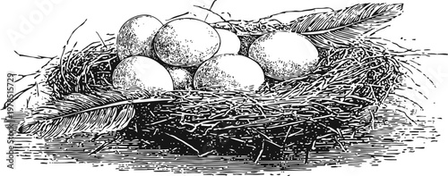 bird nest with eggs and feathers vintage engraved illustration of natural wildlife and animal habitat
