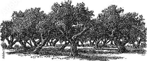 Vintage black and white illustration of a dense olive grove with large spreading trees