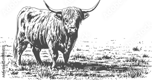 Highland cow standing by a water puddle in the grassy field, rustic farm animal illustration