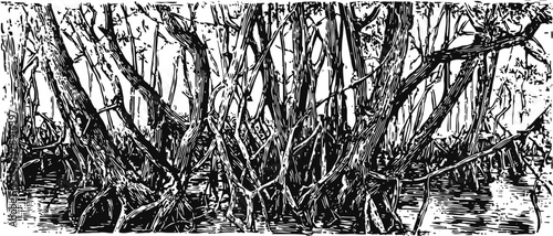 Dense mangrove forest with tangled roots growing in shallow water ecosystem coastal wetland environment