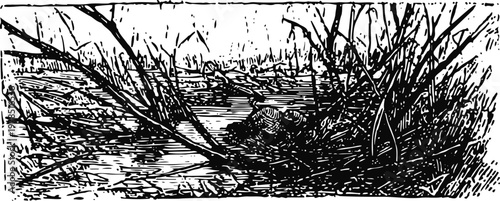 black and white swamp landscape with reeds and water silhouette illustration of marsh and wetland plants