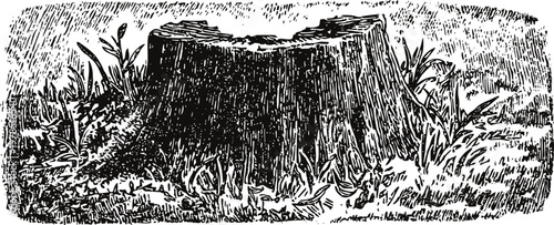 Old tree stump with surrounding grass and plants detailed vintage engraving illustration