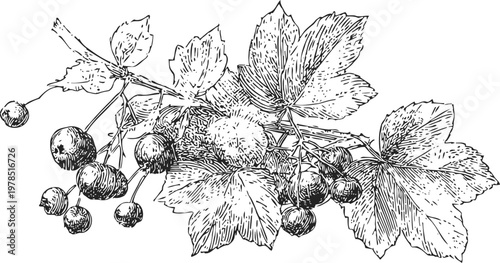 Black and white botanical illustration of a branch with multiple leaves and clusters of berries