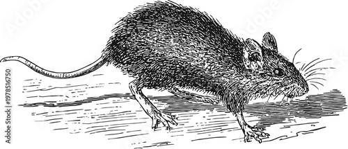 Vintage black and white illustration of a rat walking on a wooden surface detailed ink drawing