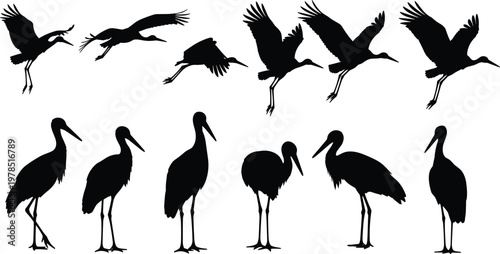 Silhouette illustration of cranes flying and standing, bird movement artwork showing elegant poses, wildlife nature concept for ornithology, animal behavior, avian design, decorative artwork