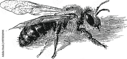 Detailed vintage black and white illustration of a honeybee side view with wings and antennae