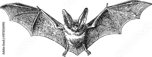Vintage bat illustration with outstretched wings, detailed animal sketch, wildlife drawing concept