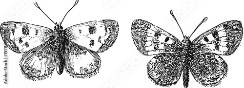 Detailed black and white illustration of two butterflies with open wings, vintage entomology sketch