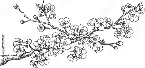 Delicate cherry blossom branch with blooming flowers and buds botanical vintage illustration