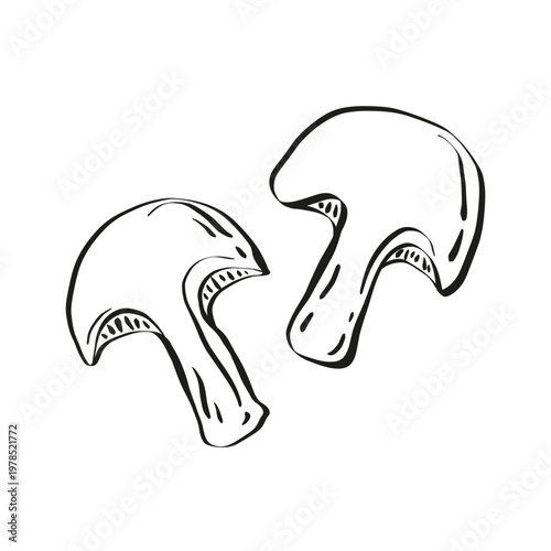 Mushrooms icon doodle style. Hand drawn sliced fungi, vintage drawing of fungus, contoured sketch of vegan food. Vector illustration isolated on white background