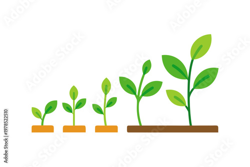 Plant growth stages vector illustration, from sprout to mature foliage on transparent background